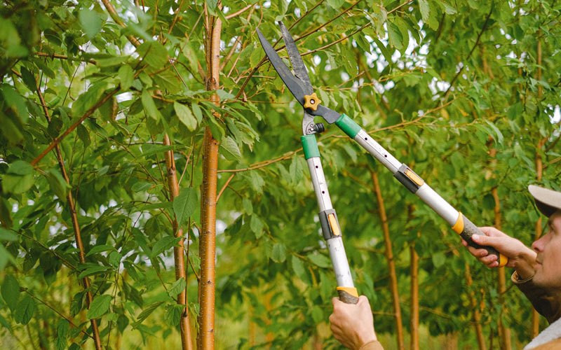 Tree trimming in West Fargo, ND